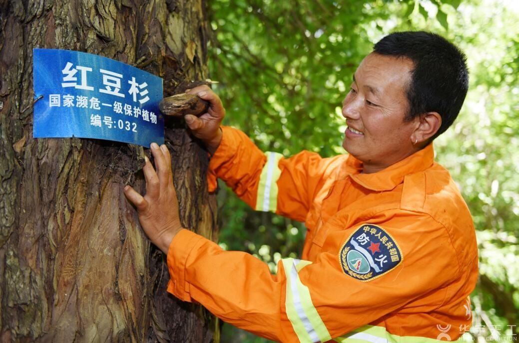 男子砍伐红豆杉做炊具，装修不是这个装法